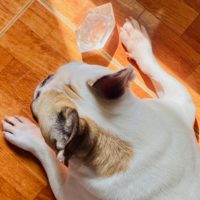 Clear Quartz DT Point (Brazil) - Image 4